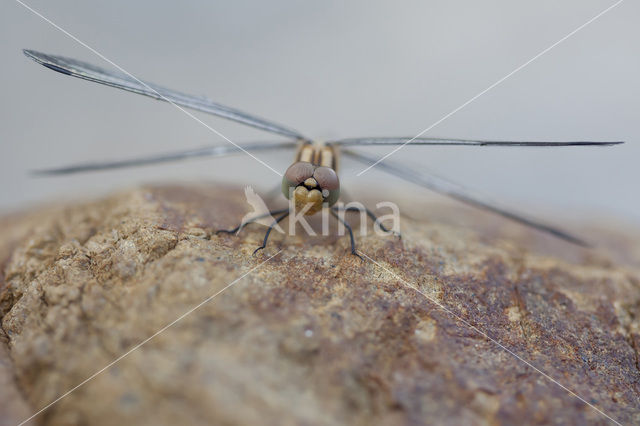 Blauwe zonnewijzer (Trithemis festiva)