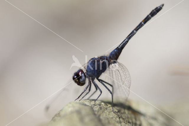 Blauwe zonnewijzer (Trithemis festiva)