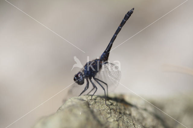 Blauwe zonnewijzer (Trithemis festiva)