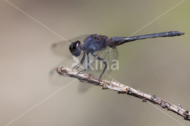 Blauwe zonnewijzer (Trithemis festiva)