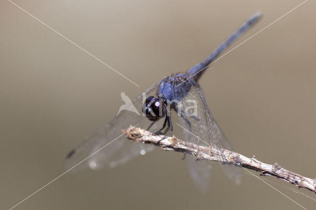 Blauwe zonnewijzer (Trithemis festiva)