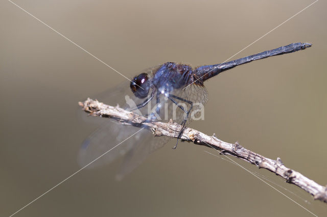 Indigo Dropwing (Trithemis festiva)