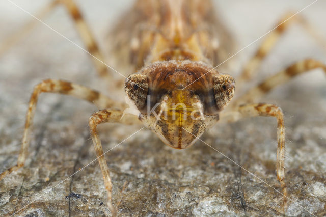 Blauwe zonnewijzer (Trithemis festiva)