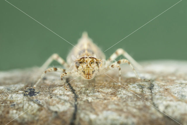 Blauwe zonnewijzer (Trithemis festiva)