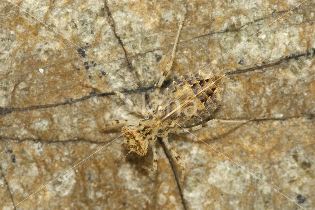 Blauwe zonnewijzer (Trithemis festiva)