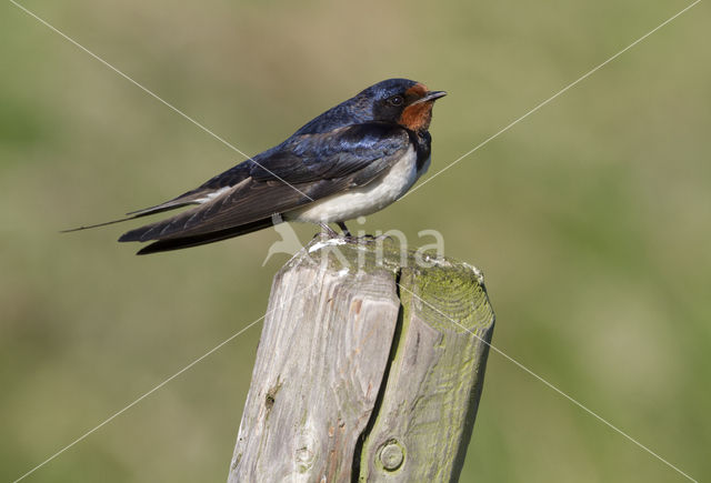 Boerenzwaluw (Hirundo rustica)