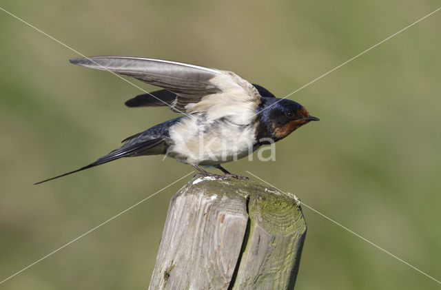 Boerenzwaluw (Hirundo rustica)