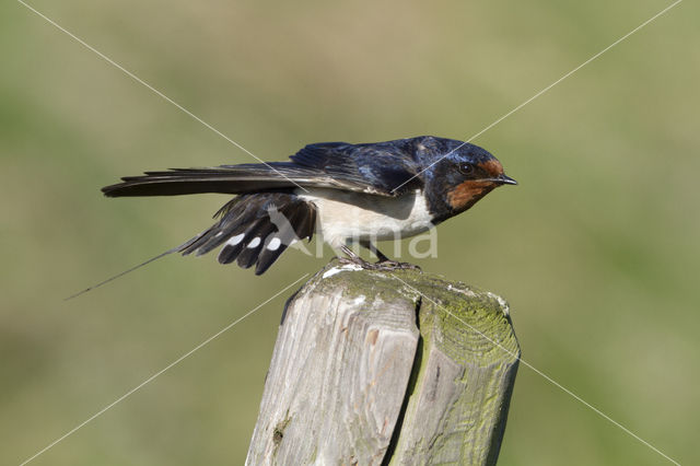 Boerenzwaluw (Hirundo rustica)