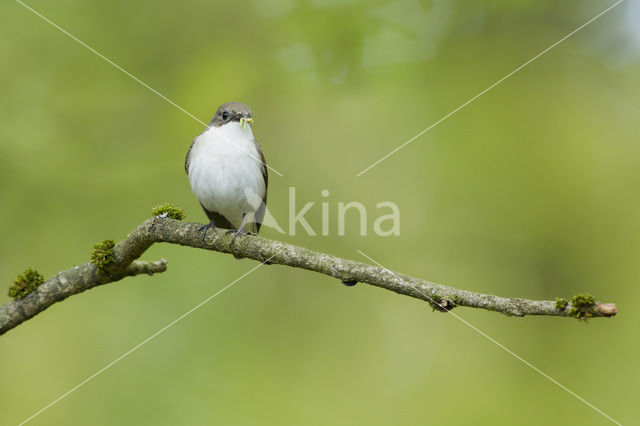 Bonte Vliegenvanger (Ficedula hypoleuca)