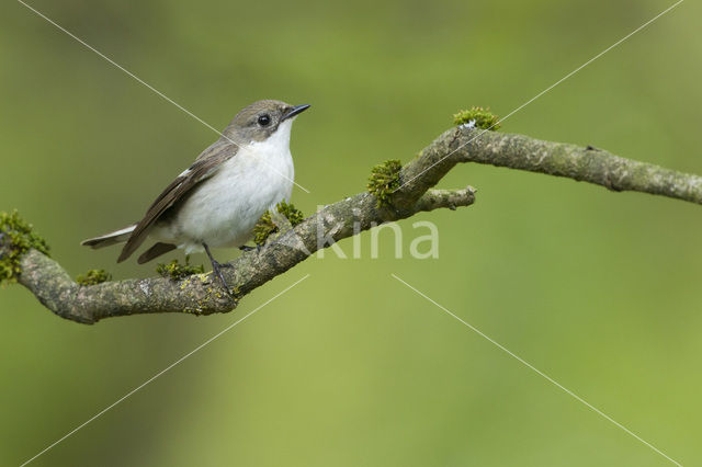 Bonte Vliegenvanger (Ficedula hypoleuca)