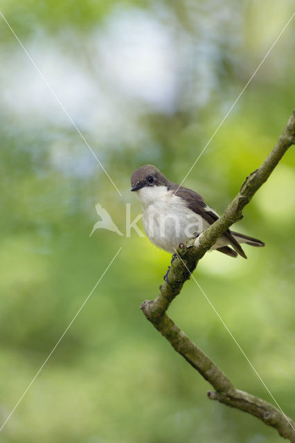 Bonte Vliegenvanger (Ficedula hypoleuca)