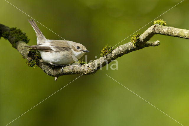 Bonte Vliegenvanger (Ficedula hypoleuca)