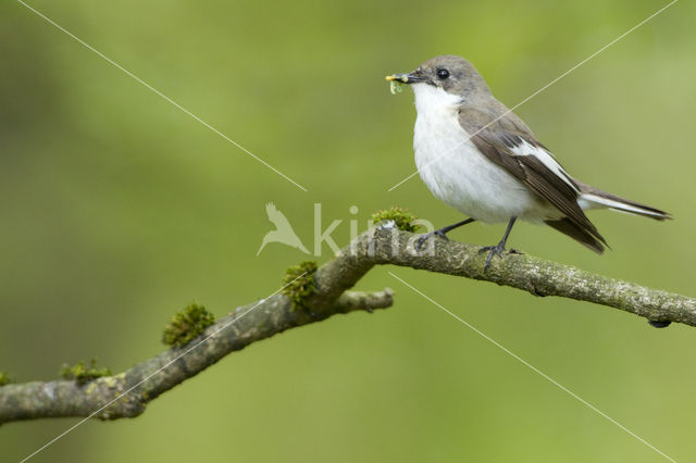 European Pied Flycatcher (Ficedula hypoleuca)