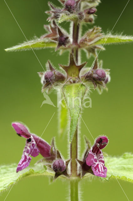 Bosandoorn (Stachys sylvatica)