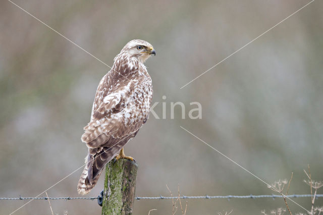 Buizerd (Buteo buteo)