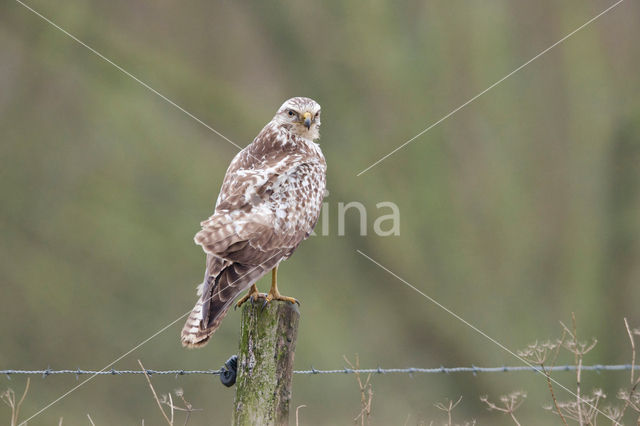 Buizerd (Buteo buteo)