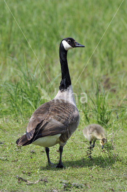 Canadese Gans (Branta canadensis)