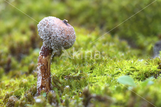 Donkerstelige stuifbal (Tulostoma melanocyclum)