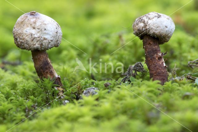 Donkerstelige stuifbal (Tulostoma melanocyclum)