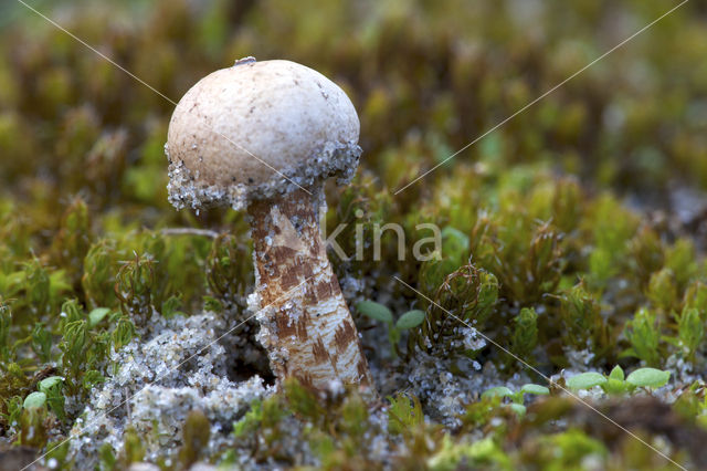 Donkerstelige stuifbal (Tulostoma melanocyclum)