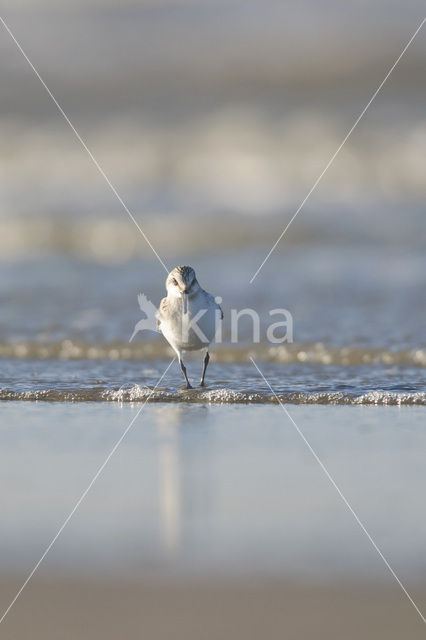 Drieteenstrandloper (Calidris alba)