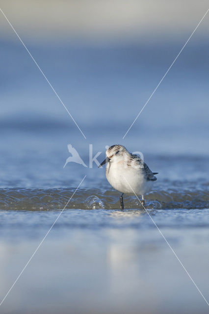 Drieteenstrandloper (Calidris alba)