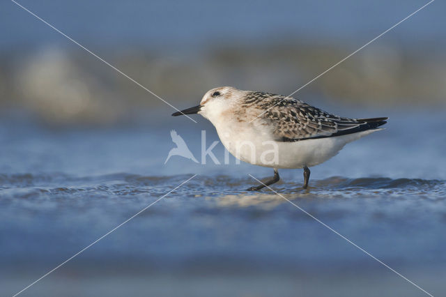 Drieteenstrandloper (Calidris alba)