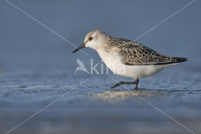 Drieteenstrandloper (Calidris alba)