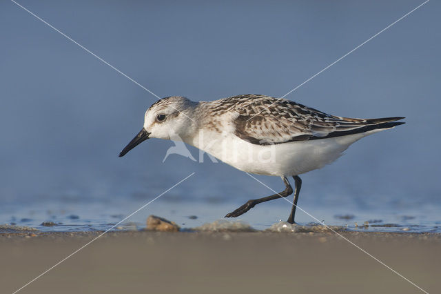 Drieteenstrandloper (Calidris alba)