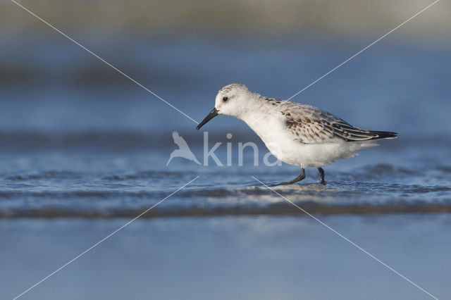 Drieteenstrandloper (Calidris alba)