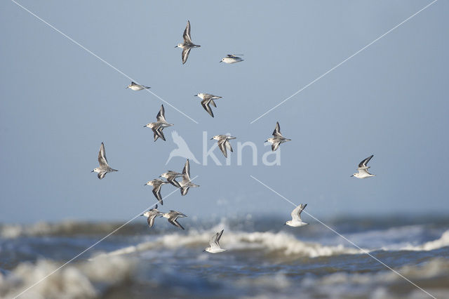 Drieteenstrandloper (Calidris alba)