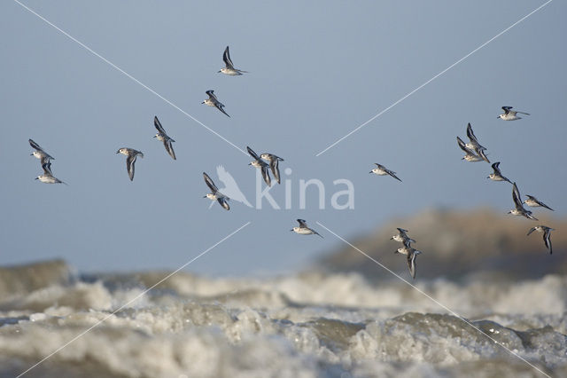 Drieteenstrandloper (Calidris alba)