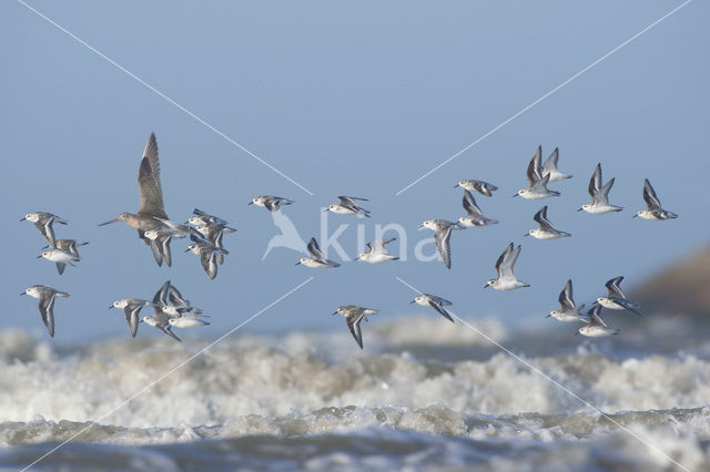 Drieteenstrandloper (Calidris alba)