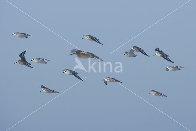 Drieteenstrandloper (Calidris alba)