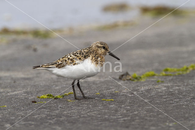 Sanderling (Calidris alba)