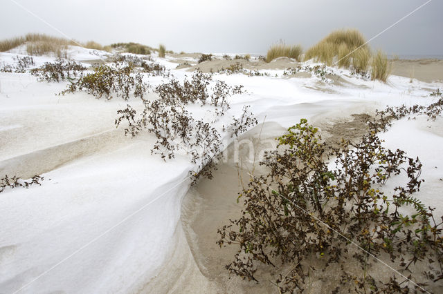 Duinen van Goeree