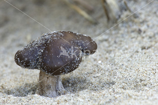 Duinveldridderzwam (Melanoleuca cinereifolia)