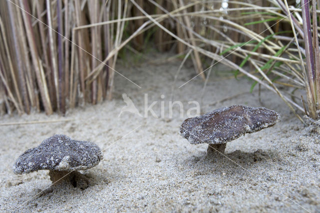 Duinveldridderzwam (Melanoleuca cinereifolia)