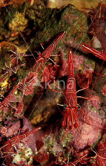 Durban dansgarnaal (Rhynchocinetes durbanensis)