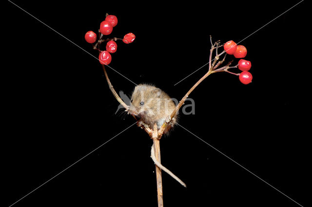 Harvest Mouse (Micromys minutus)