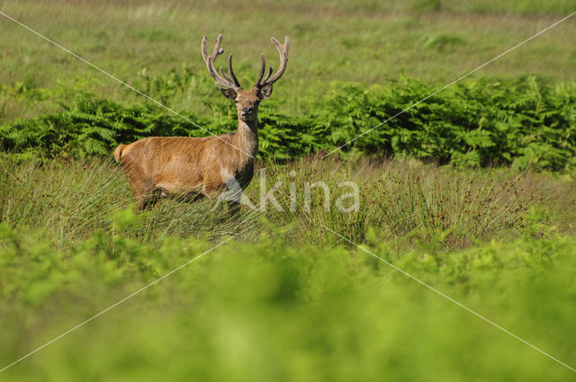 Edelhert (Cervus elaphus)