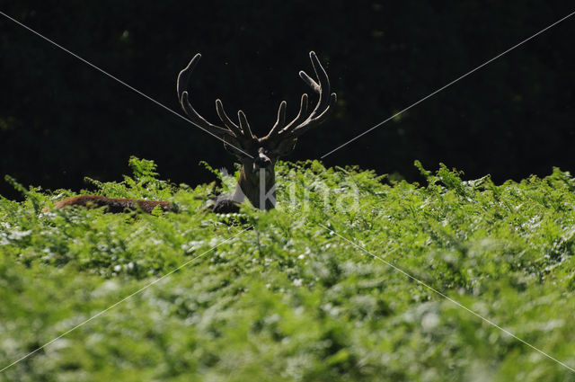 Edelhert (Cervus elaphus)