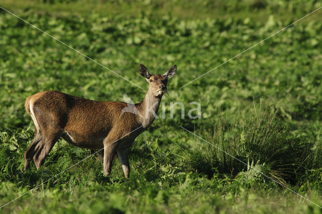 Red Deer (Cervus elaphus)