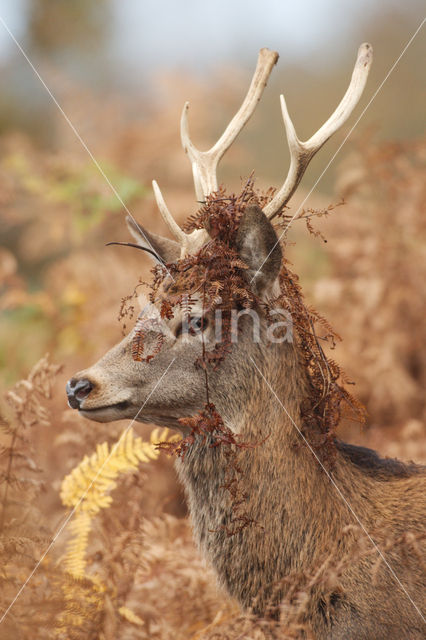 Edelhert (Cervus elaphus)