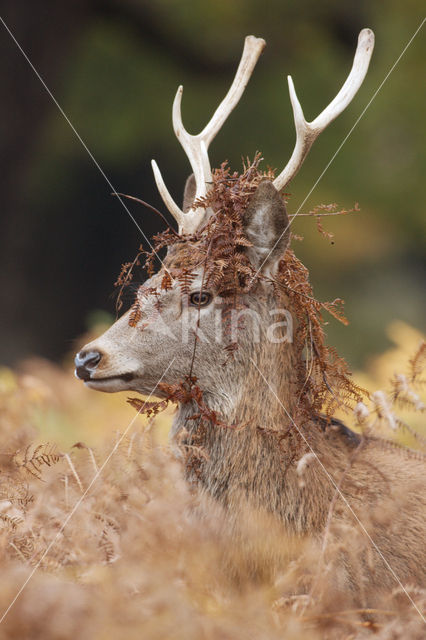 Edelhert (Cervus elaphus)