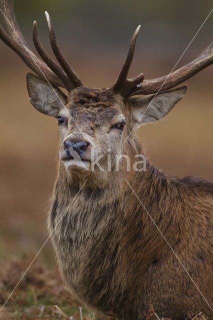 Edelhert (Cervus elaphus)