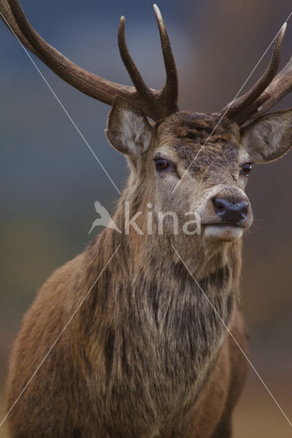 Edelhert (Cervus elaphus)