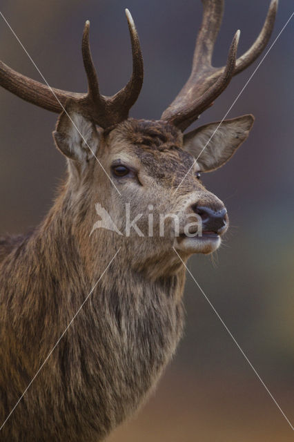 Edelhert (Cervus elaphus)