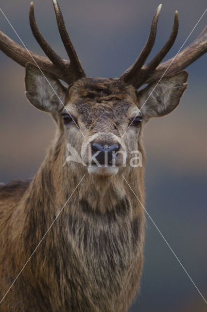 Edelhert (Cervus elaphus)