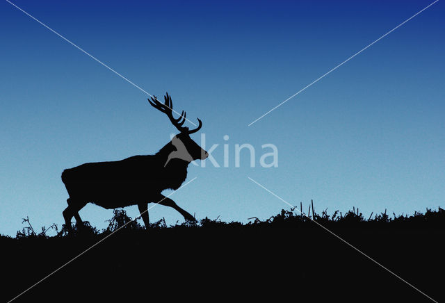 Edelhert (Cervus elaphus)